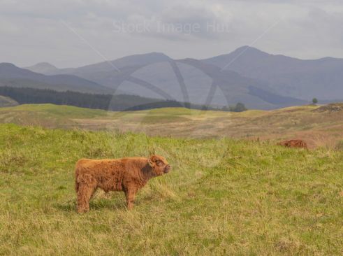 Highland Calf