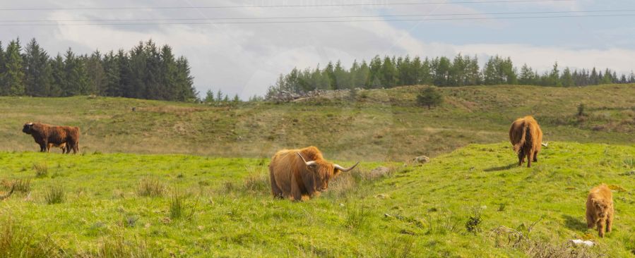 Big Beautiful Highland Cow