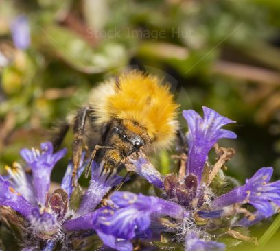 Honey bee hard at work gathering nectar on bright sunny day