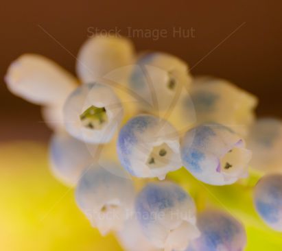 Close up of a Hyacinth flower