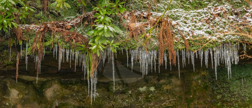 Icicles hanging of edge of a woodland shelf on a cold winters morning