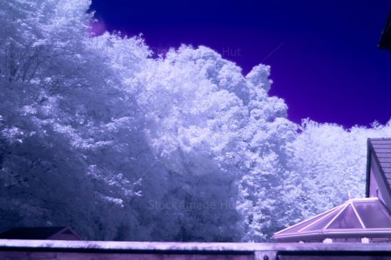 Infrared Trees