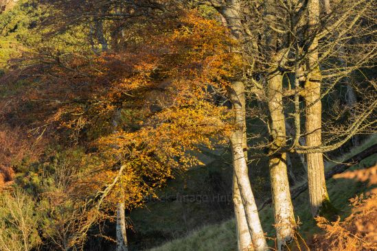 Last throws of autumn/fall before winter sets in