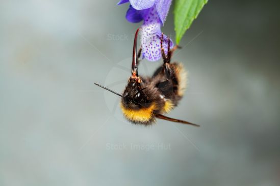 Close-up of bumblebee using it\'s long tounge to gather nectar from garden flower