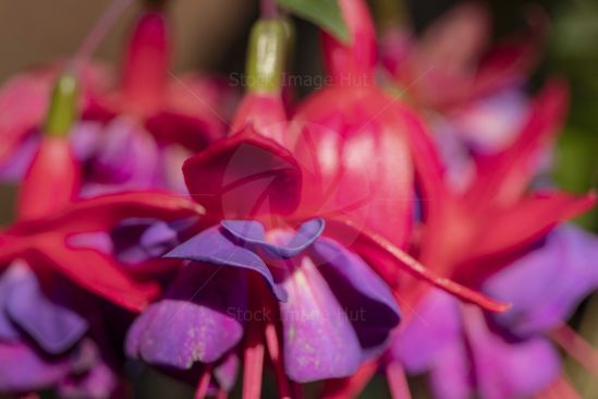 Summer Flowers