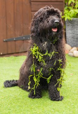 A young pup after running through woodland, covered in sticky willows