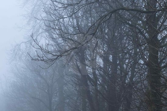 Fog settles in on woodland on a winter day