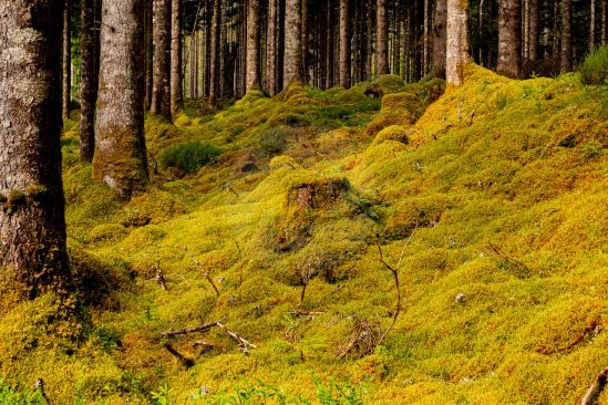 Very old woodland with floor covered in moss