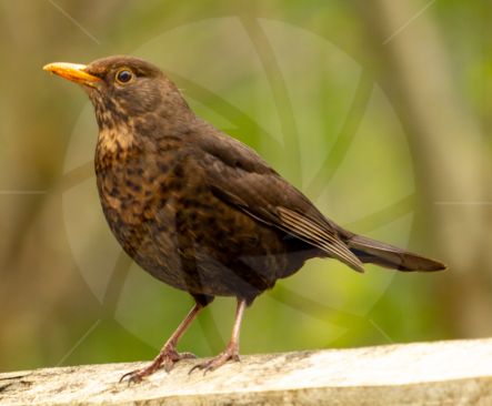 Close up of beautiful female blackbird
