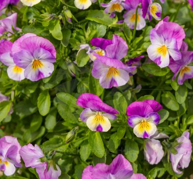 Close up of beautifully coloured pansies in the morning sunshine
