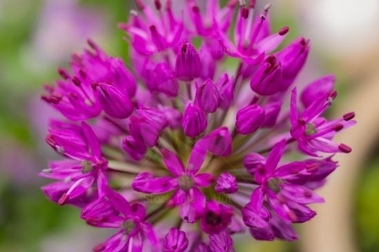 Close up of the giant onion garden flower on a summer morning