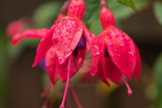 Fuchsia Flower After Summer Shower