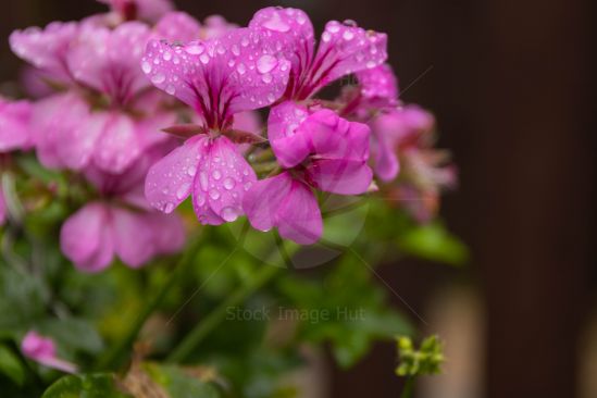 Geraniums After Rainfall