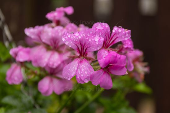Pink Garden Flower