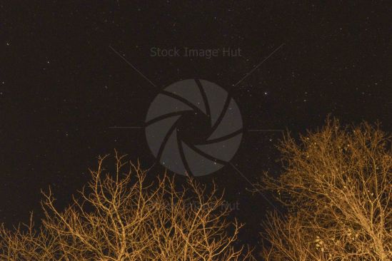 Night sky full of stars with trees in foreground