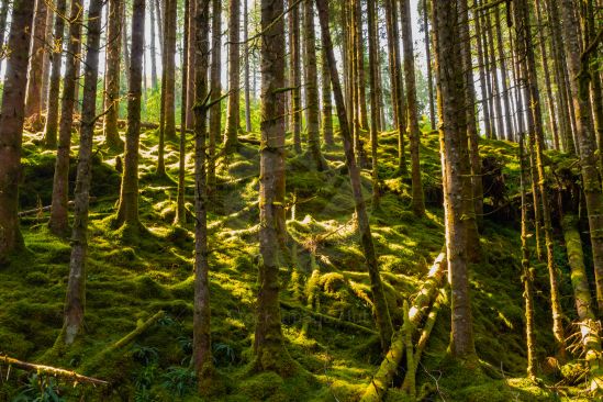 Sun filtering through old forest with moss covered trees