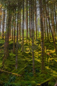  Avery old woodland with moss covered ground