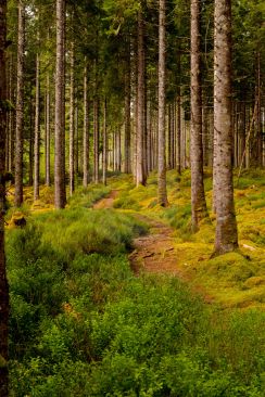 Beautiful woodland walk surrounded by very tall trees