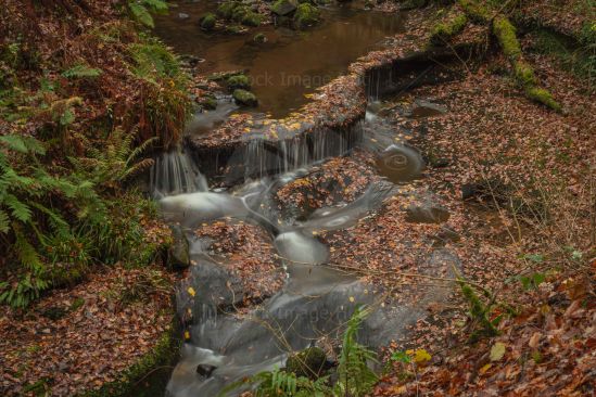 Icy cold pools with the last of autumn leaves scattered  around