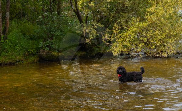A young pup having fun playing in water, loch Lomond, Scotland