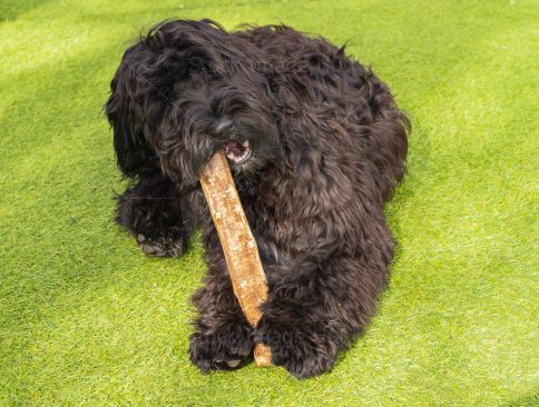 A young puppy chewing a stick on grass