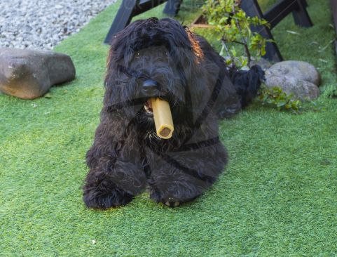 Puppy With Treat