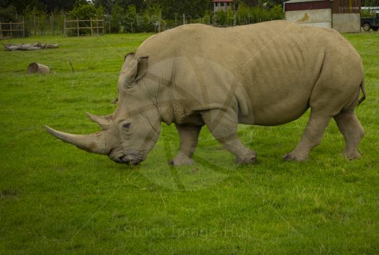 A massive Rhino crazing on grass