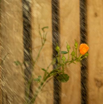 Beautiful orange rose during a very heavy summer shower
