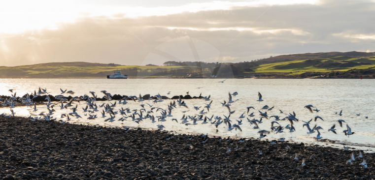Flock of seagulls at seaside looking for fish