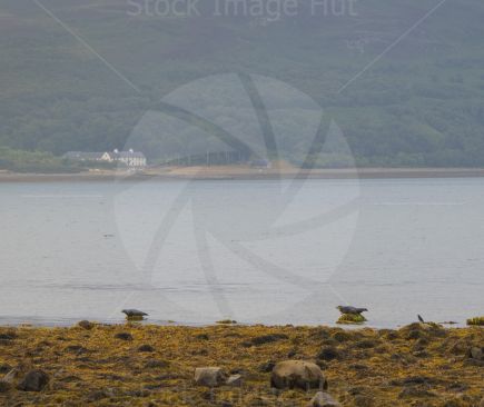 Two seals resting on rocks at seaside as sun begins to rise