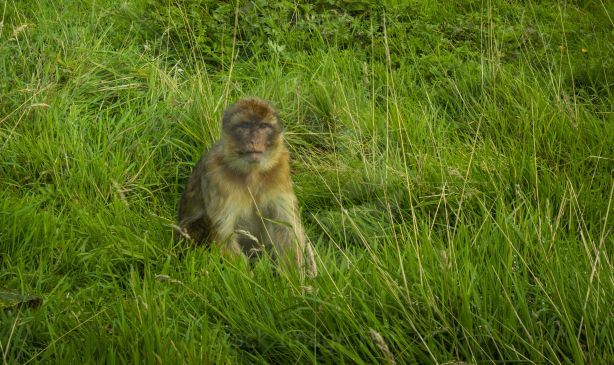 A small monkey sitting among grass