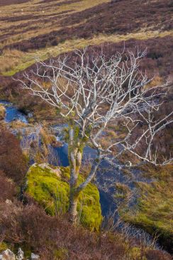 Small, bare tree in winter image