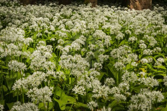 Wild Garlic in Spring