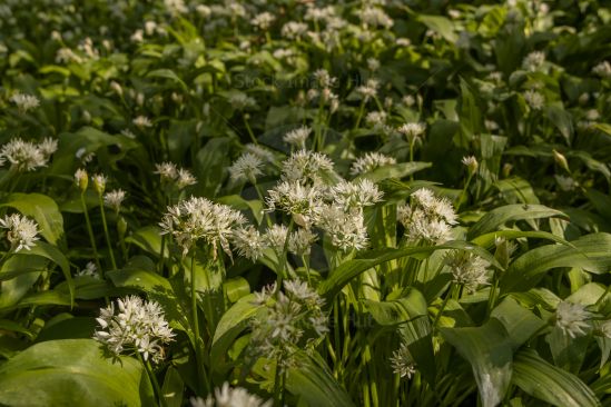 Wild Garlic Up Close