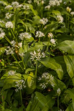Wild garlic starting to flower in early springtime