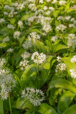 Garlic In Springtime