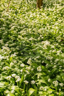 Sea Of Wild garlic
