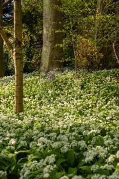 Wild garlic On Hillside