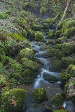 Icy cold stream winding down through moss covered rocks