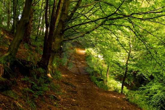 Beautiful woodland walk in Spring sunshine