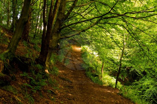 Woodland Walk