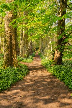 Woodland Area