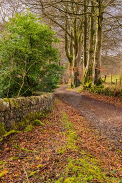 Woodland Walk In Autumn