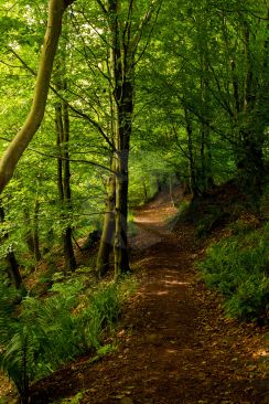 A Stroll Through The Woods