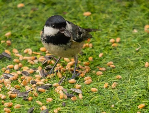 A young coal tit feeding from the ground